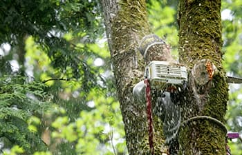 photo of worker providing tree care service