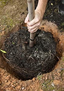 photo of a tree being planted