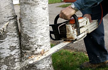 photo showing a tree removal with chainsaw